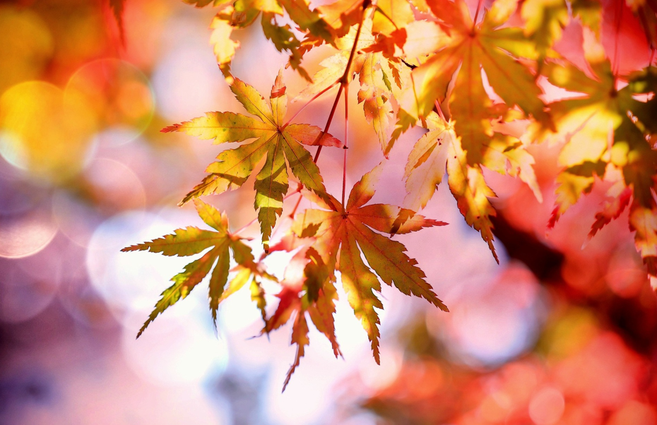 Herbstferien.jpeg